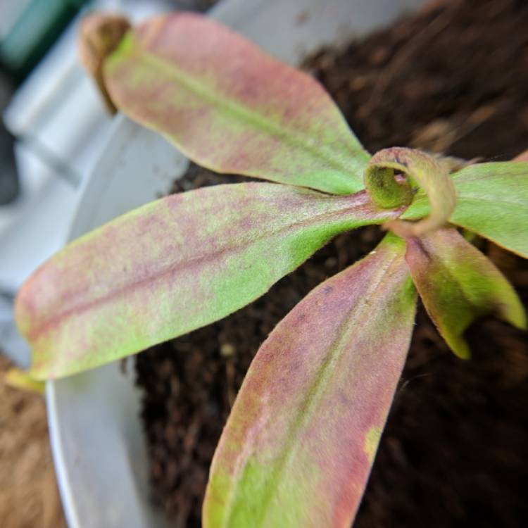 plant image 636414 plant image 636414