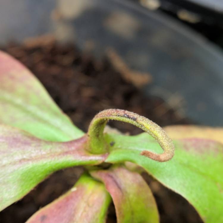 plant image 636416 plant image 636416