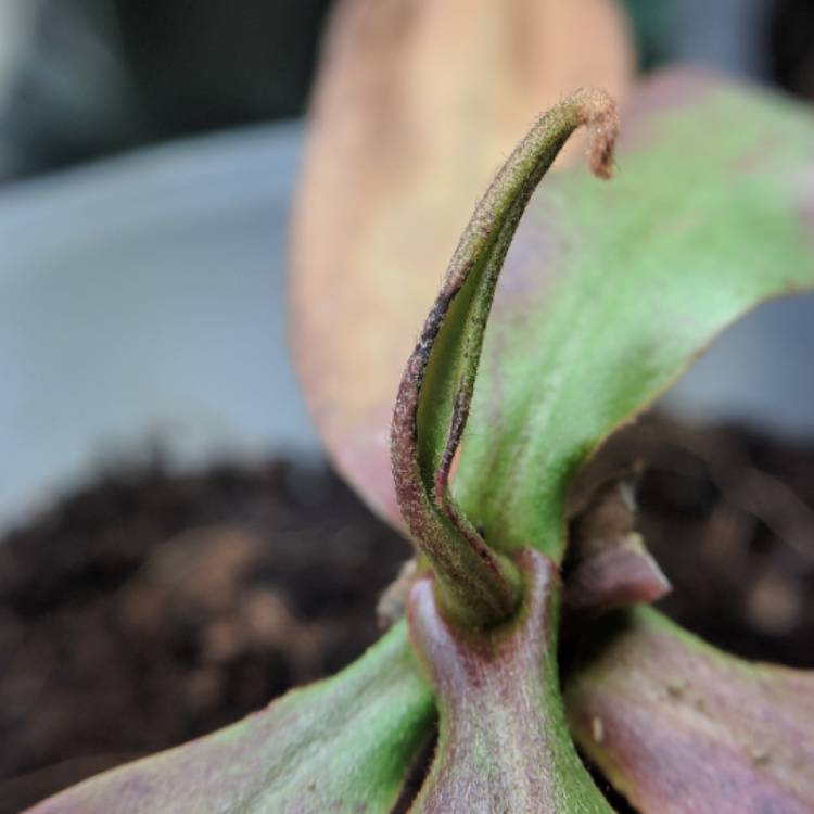 plant image 638263 plant image 638263