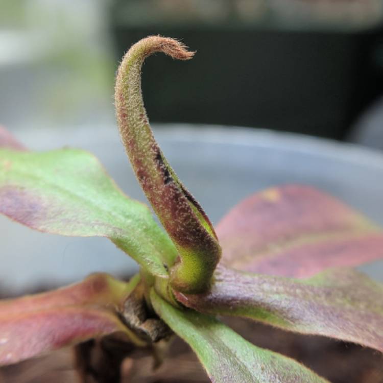 plant image 638264 plant image 638264