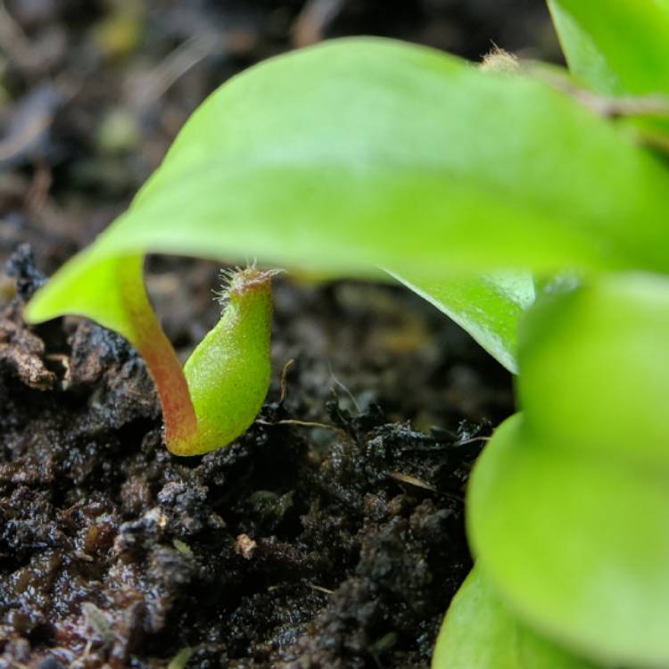 plant image 638268 plant image 638268