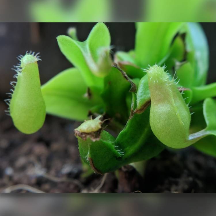 plant image 641794 plant image 641794