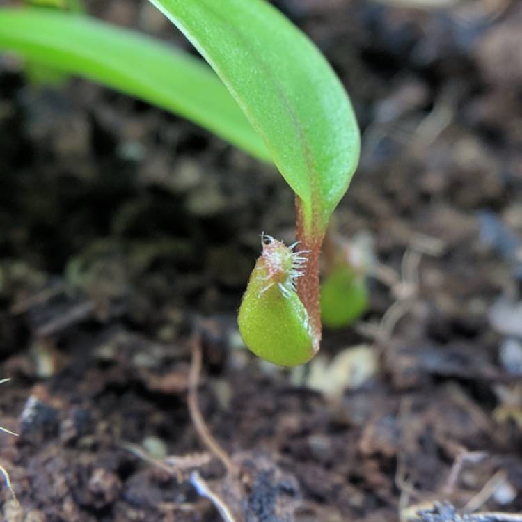plant image 641795 plant image 641795