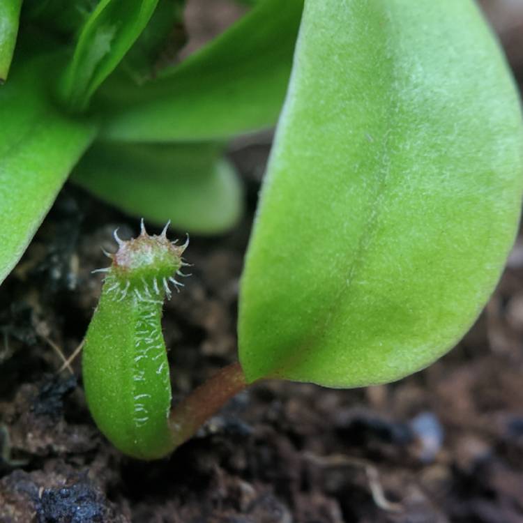 plant image 641796 plant image 641796