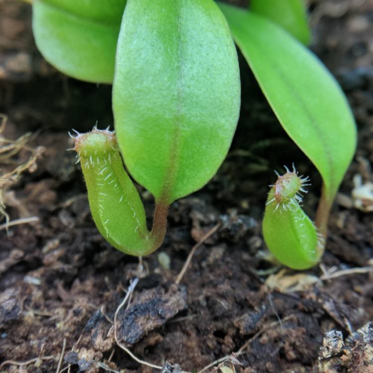 plant image 650047 plant image 650047