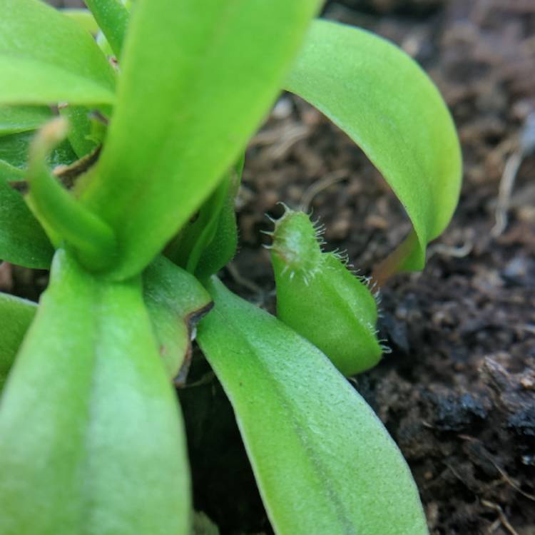 plant image 650048 plant image 650048