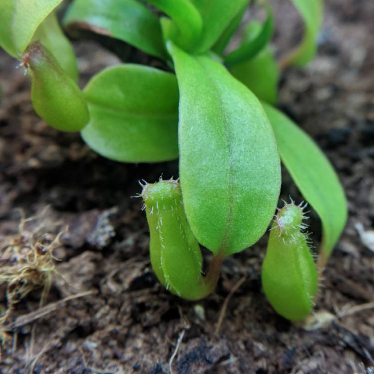 plant image 662060 plant image 662060