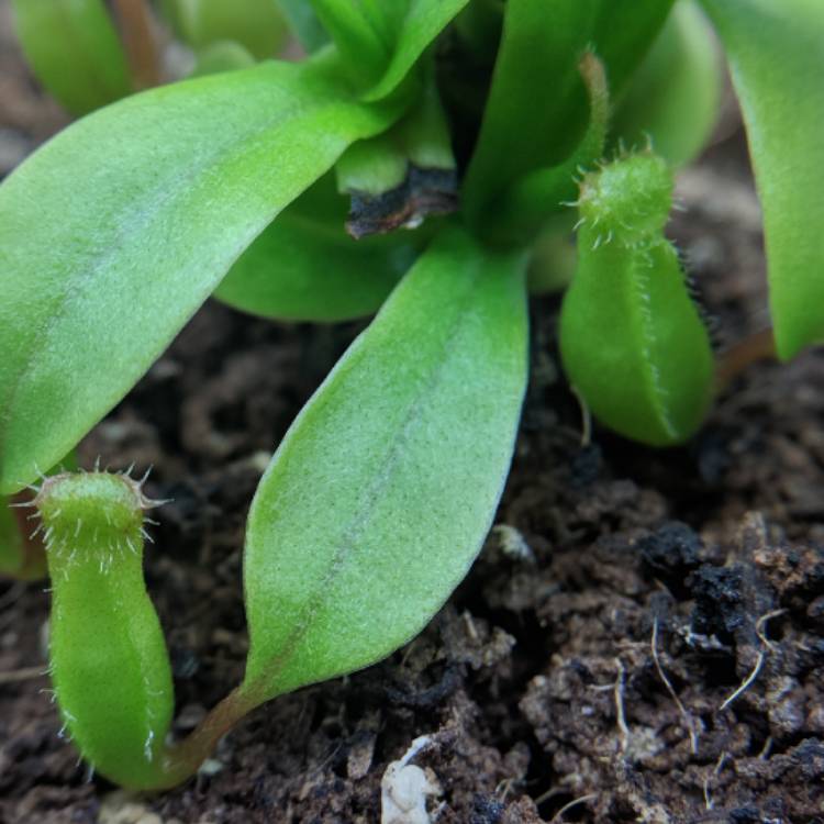 plant image 662062 plant image 662062