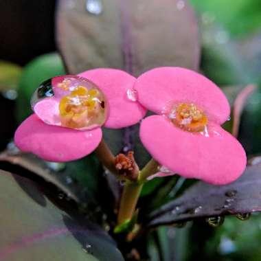 Euphorbia milii - Miniature Variety