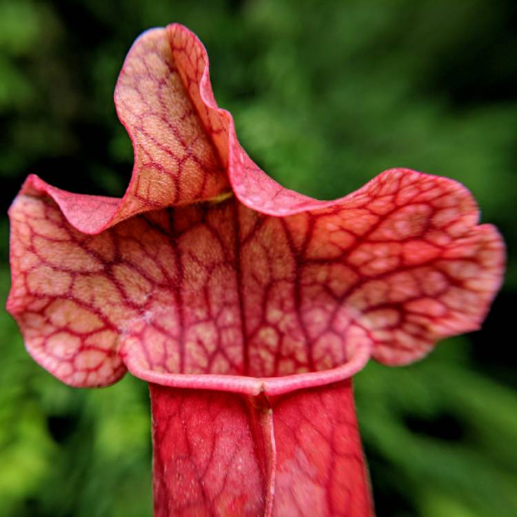 plant image 757750 plant image 757750