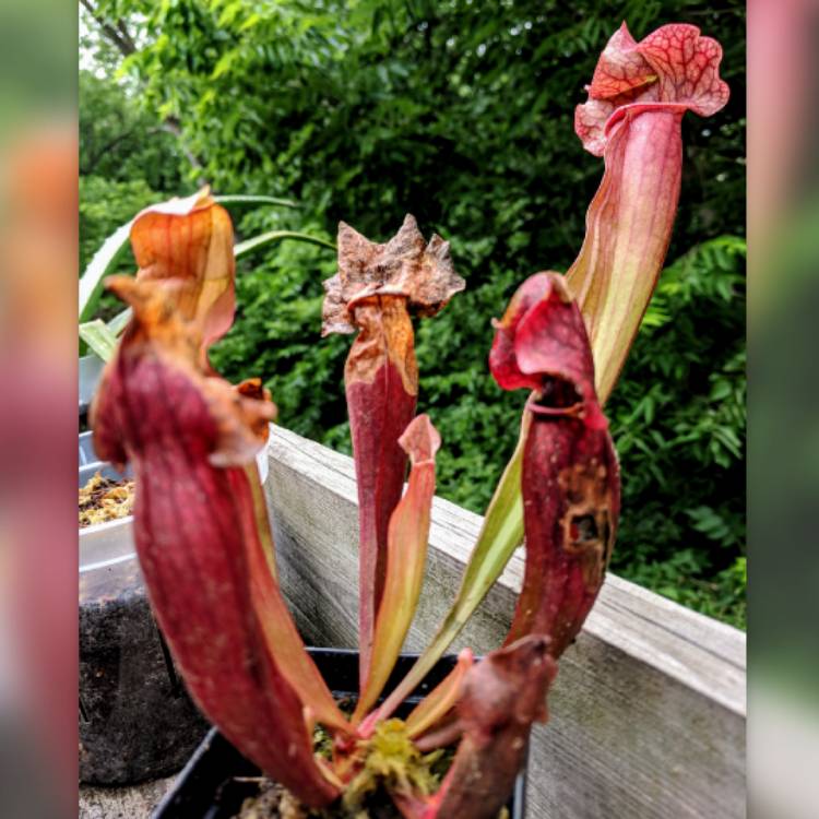 plant image 757759 plant image 757759