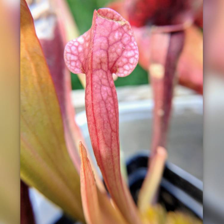 plant image 757897 plant image 757897