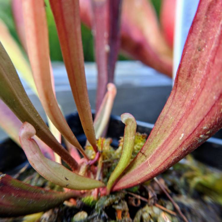 plant image 757898 plant image 757898