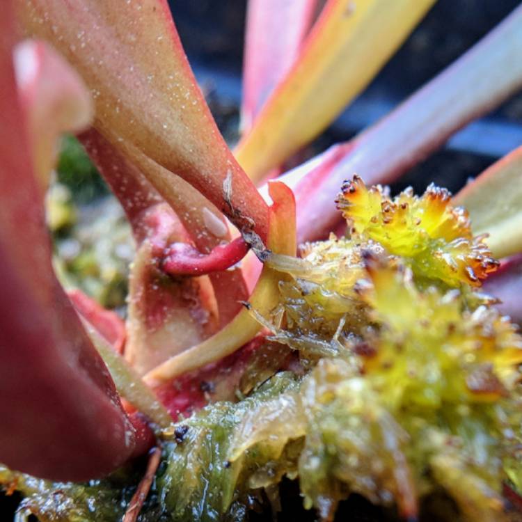 plant image 757899 plant image 757899