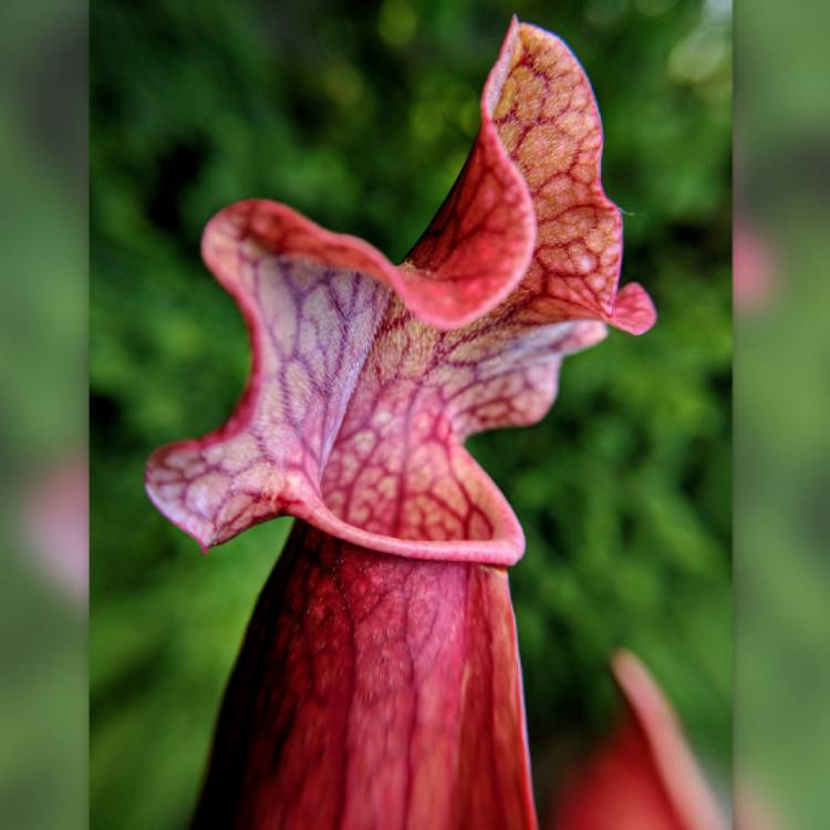 plant image 757900 plant image 757900