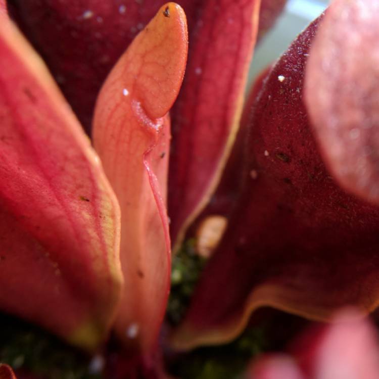 plant image 763282 plant image 763282