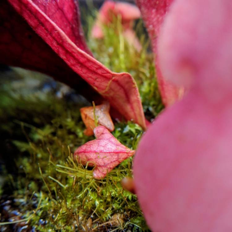 plant image 763284 plant image 763284