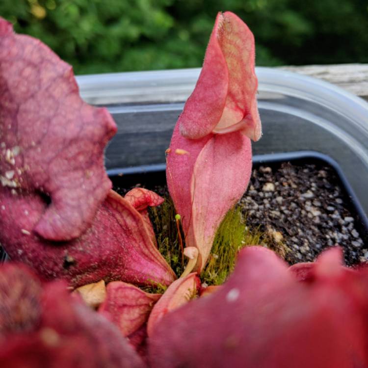 plant image 764299 plant image 764299
