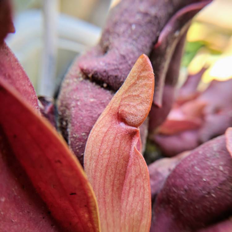plant image 771242 plant image 771242