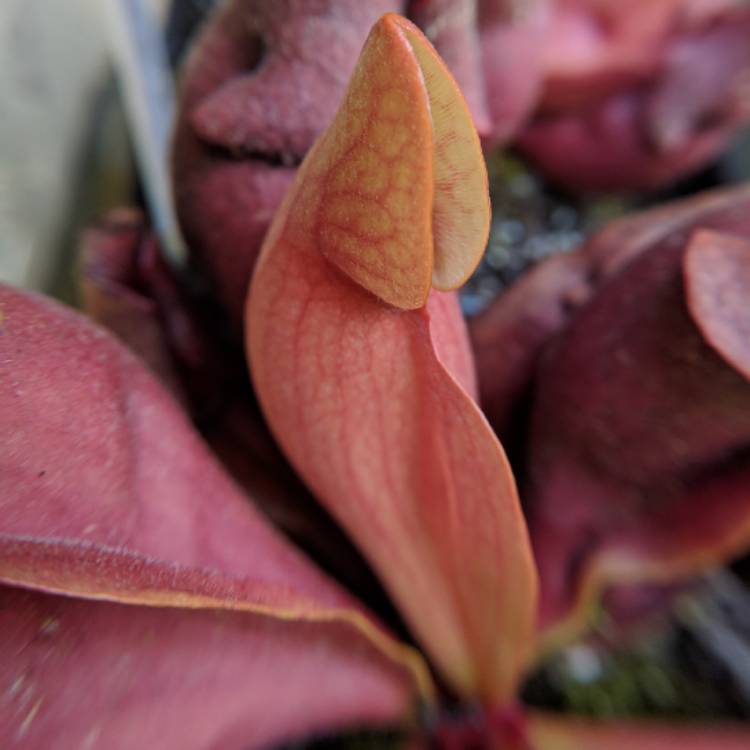 plant image 774908 plant image 774908