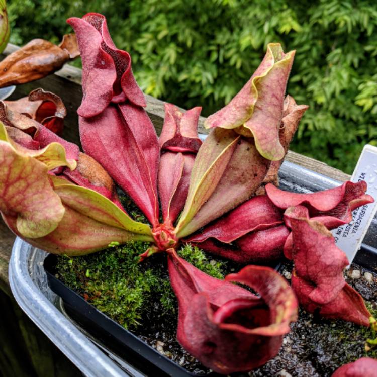 plant image 842081 plant image 842081