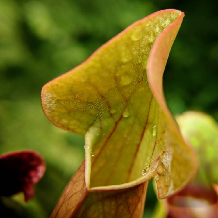 plant image 842090 plant image 842090
