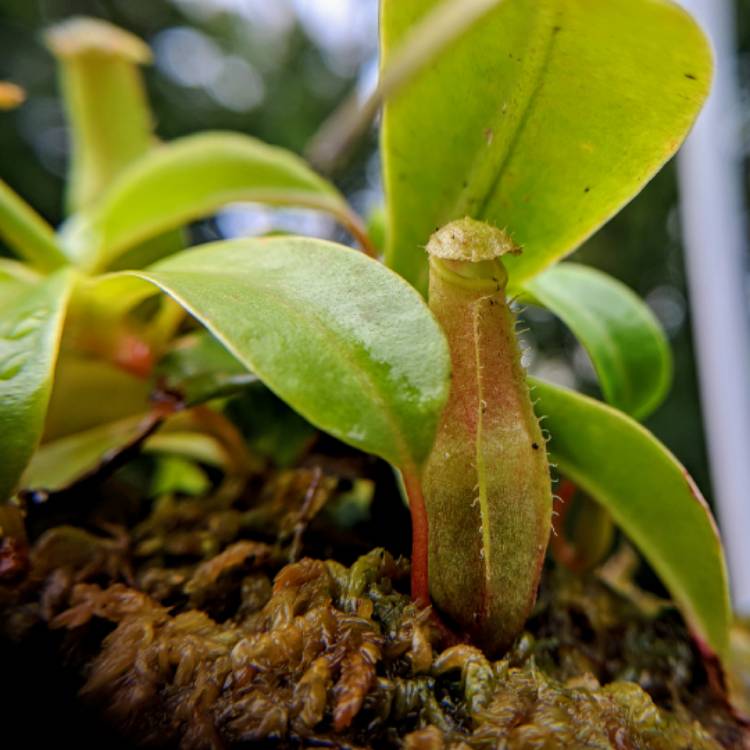 plant image 842118 plant image 842118