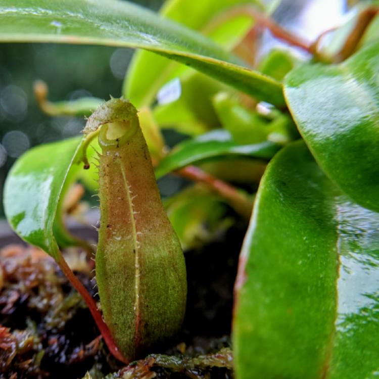 plant image 842123 plant image 842123