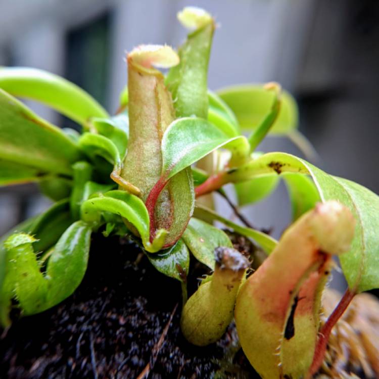 plant image 842125 plant image 842125