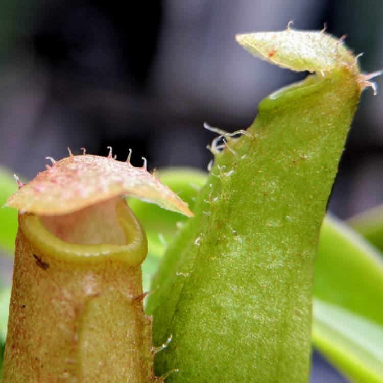 plant image 842133 plant image 842133