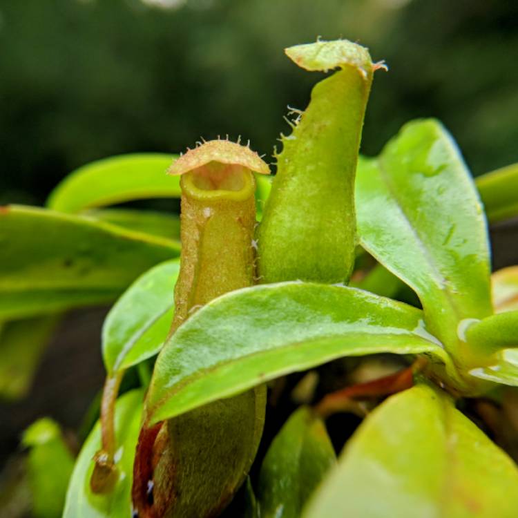 plant image 842137 plant image 842137