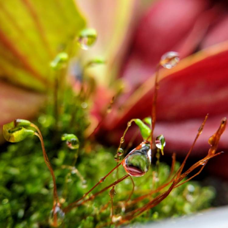 plant image 842143 plant image 842143