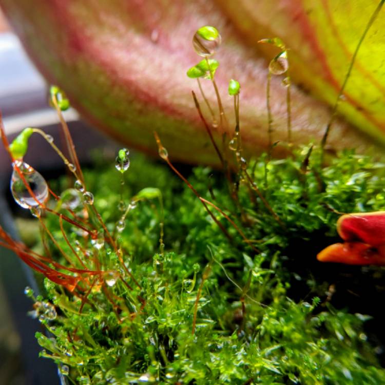 plant image 842145 plant image 842145