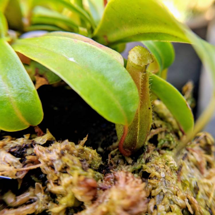 plant image 852190 plant image 852190