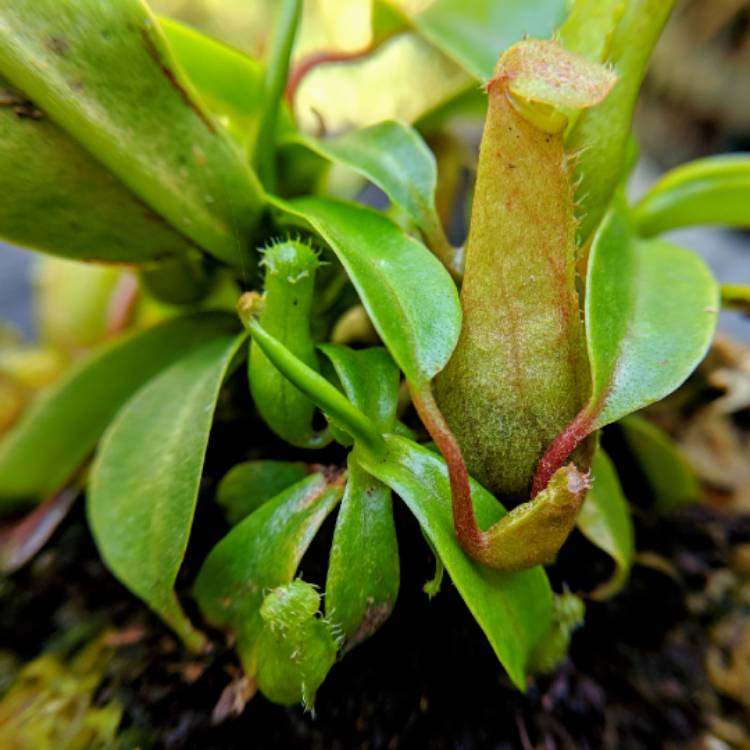 plant image 852191 plant image 852191