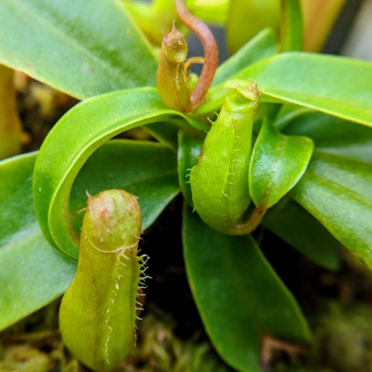 plant image 852193 plant image 852193