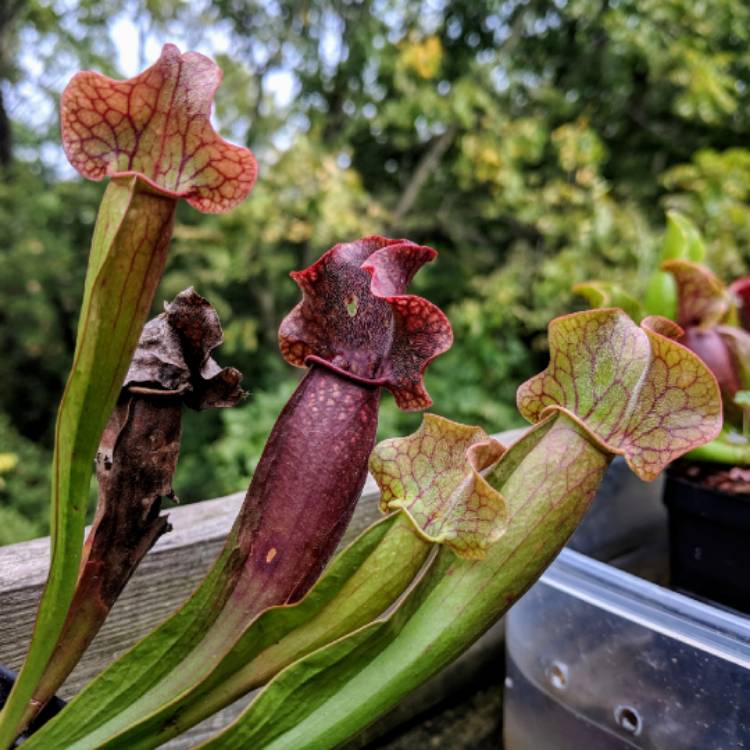 plant image 852217 plant image 852217