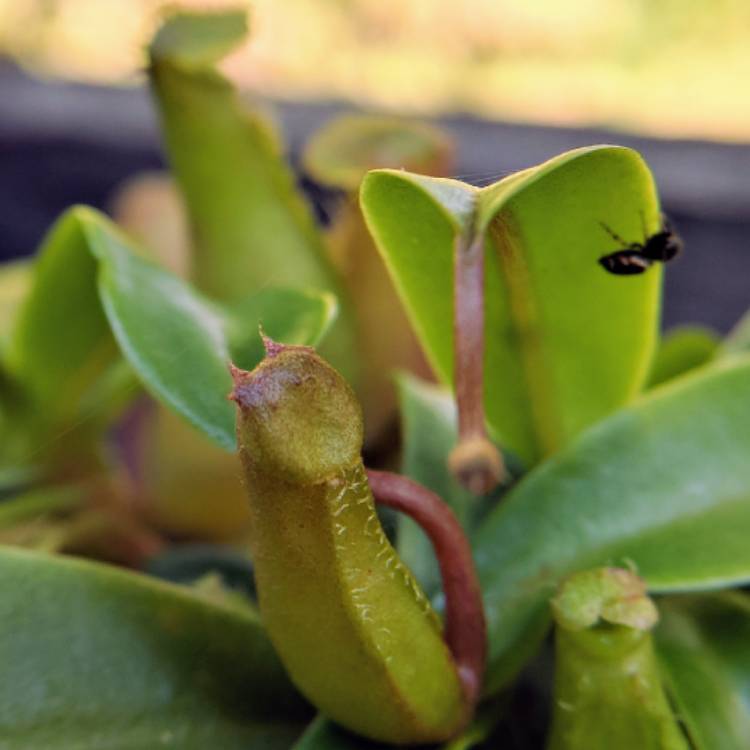 plant image 856989 plant image 856989