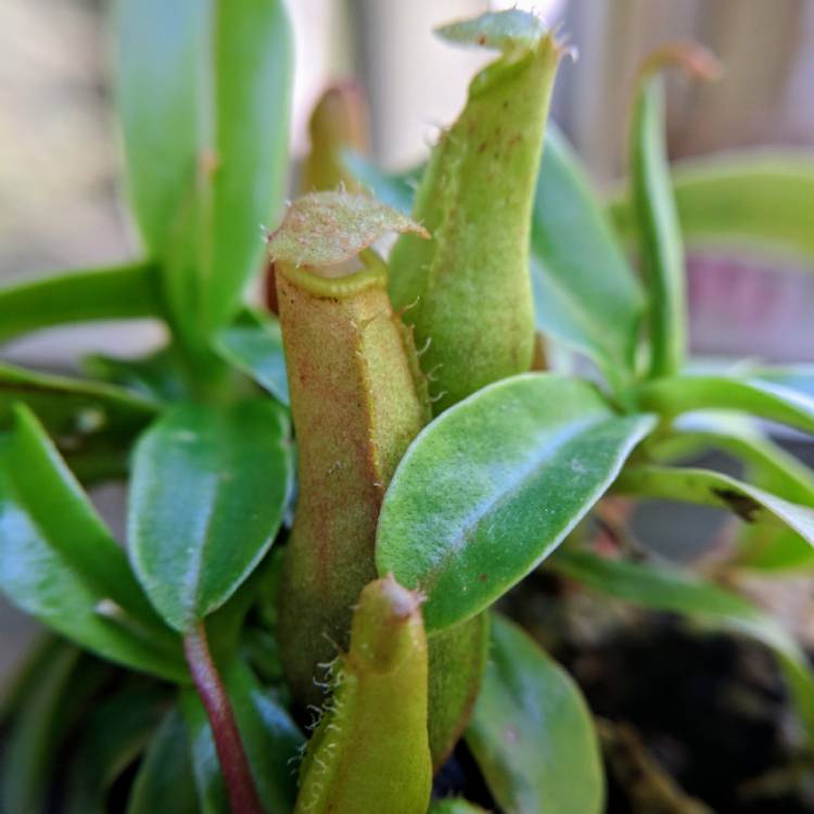 plant image 856993 plant image 856993
