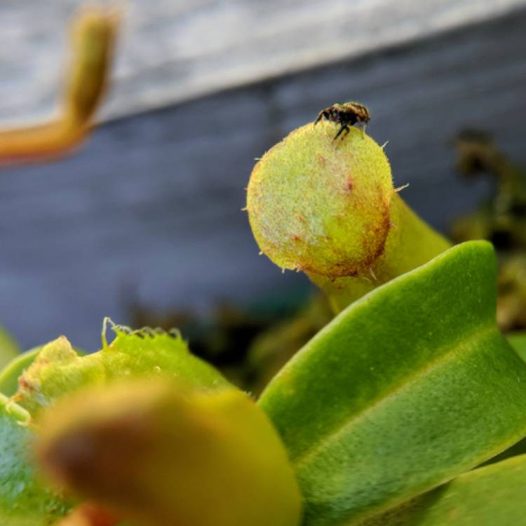 plant image 856994 plant image 856994
