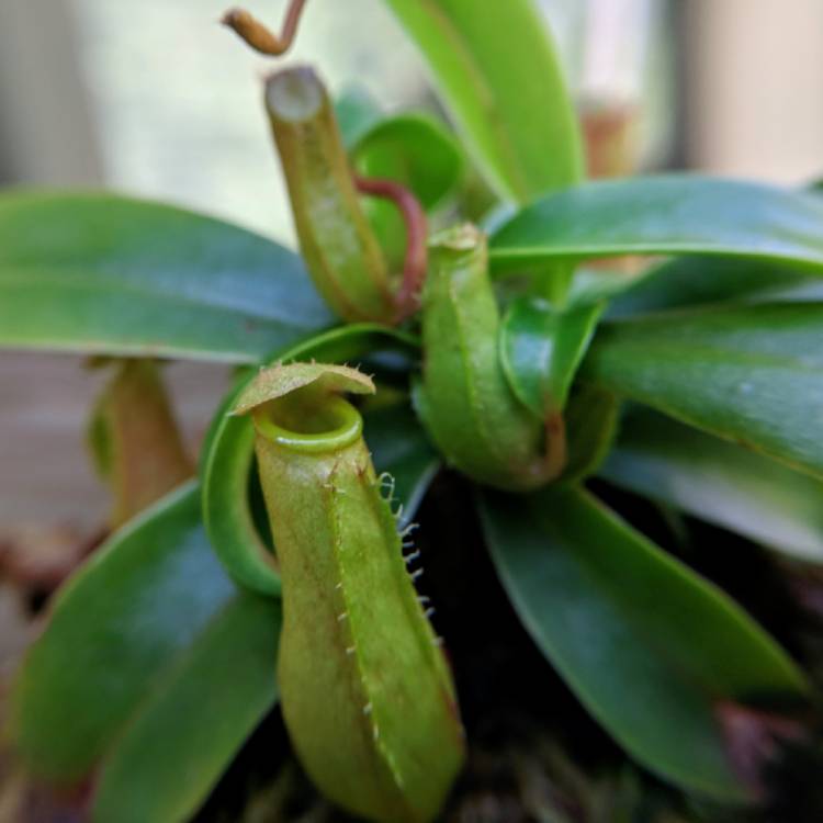 plant image 856995 plant image 856995