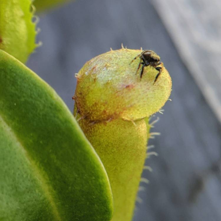 plant image 856996 plant image 856996