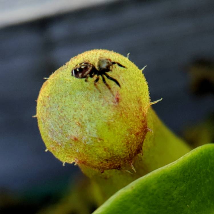 plant image 856998 plant image 856998