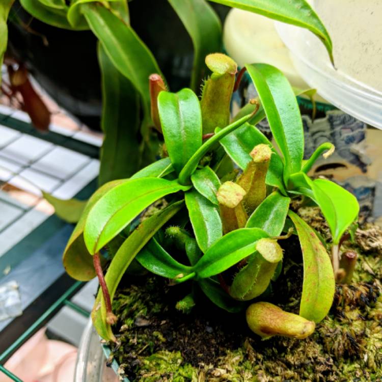 plant image 874793 plant image 874793