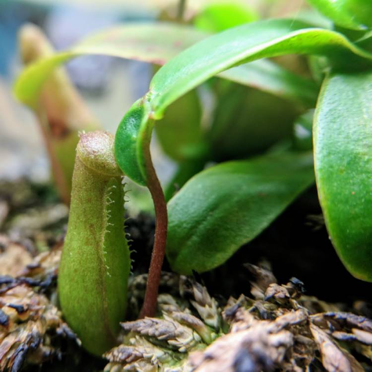 plant image 877279 plant image 877279