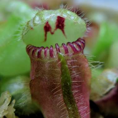 Cephalotus Follicularis