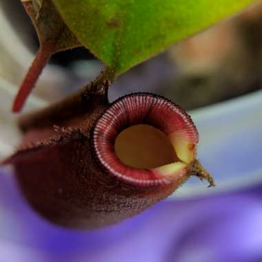 Nepenthes ventricosa x ampullaria 'Lady Luck'