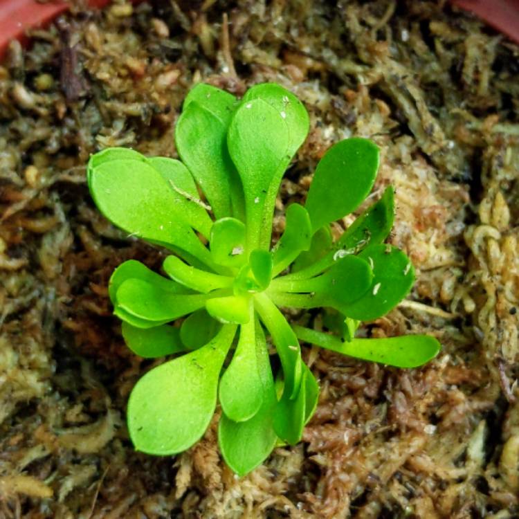 plant image 940271