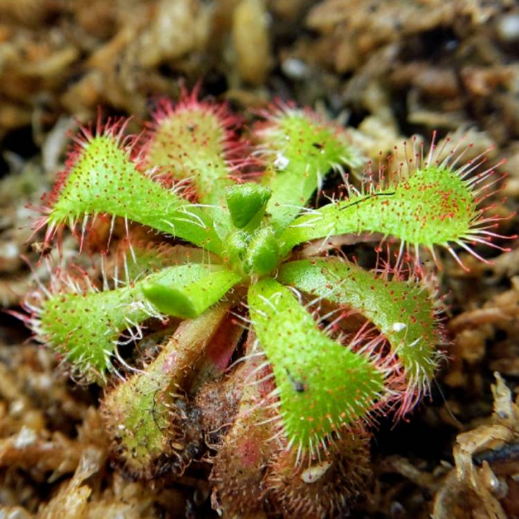 plant image 942502