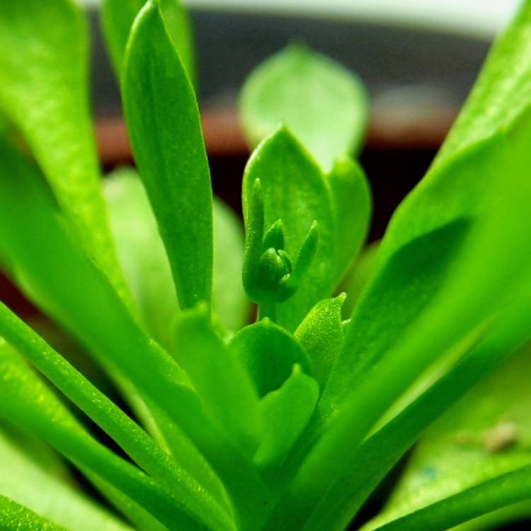 plant image 949883